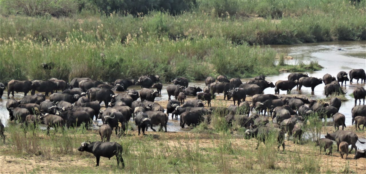 Cape buffalo herd at the riverbank