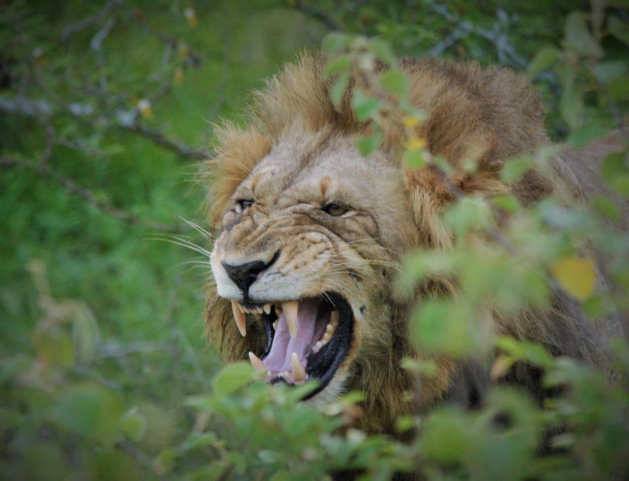 Roaring lion in the Kruger bushveld